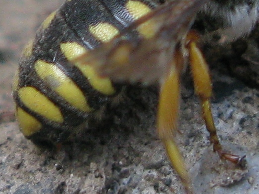 Maschio di Rhodanthidium septemdentatum
